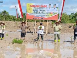 Bupati Kapuas Tanam Padi Perdana di Sungai Kayu dan Serahkan Bantuan untuk Petani