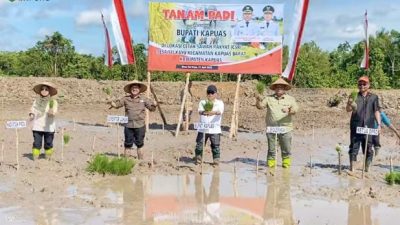 Bupati Kapuas Tanam Padi Perdana di Sungai Kayu dan Serahkan Bantuan untuk Petani